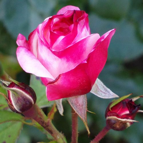Rosa Rosenstadt Freising ® - biela - ružová - Stromkové ruže,  kvety kvitnú v skupinkáchstromková ruža s kríkovitou tvarou koruny